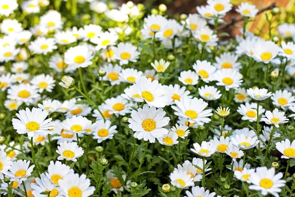 Ein Meer von weißen Gänseblümchen